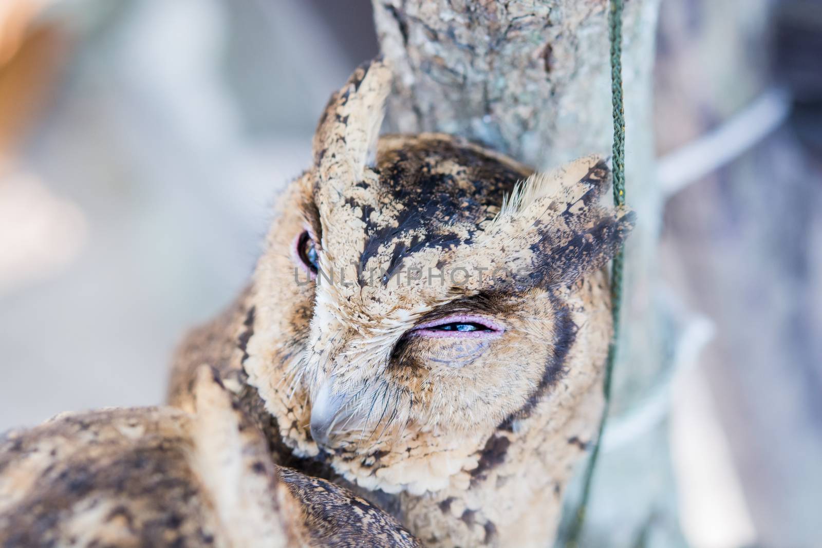 close up of an owl by Sorapop