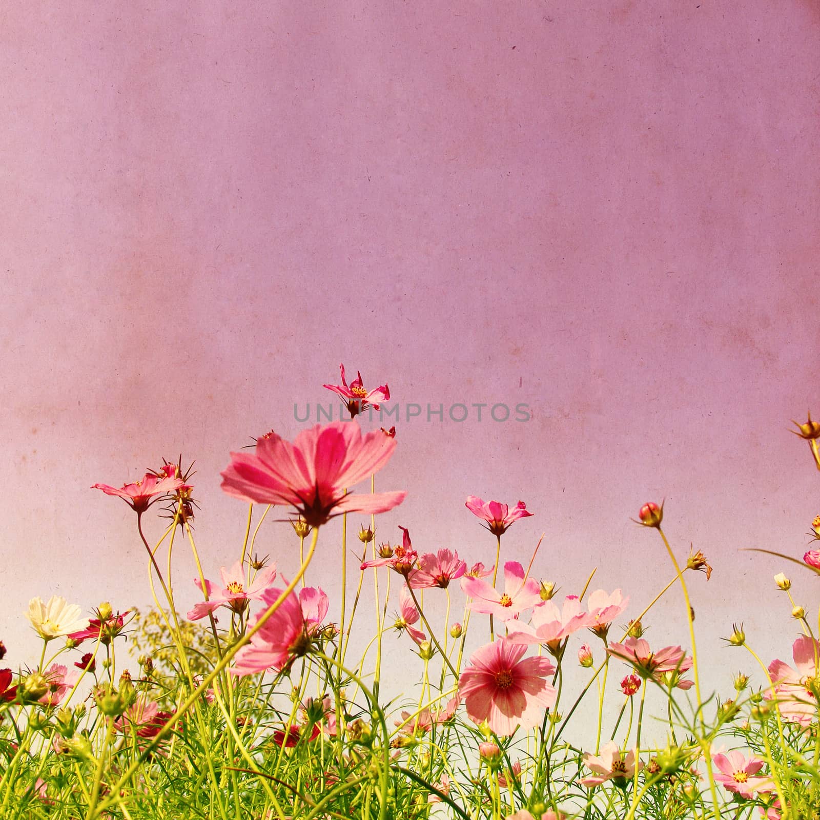 Vintage style effect with purple cosmos flower