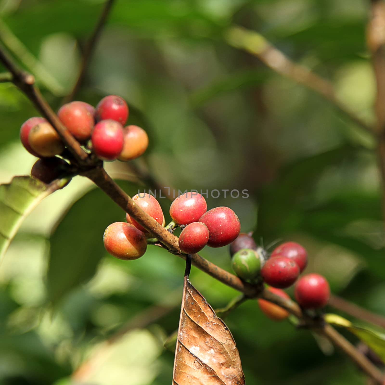 Coffee beans by liewluck