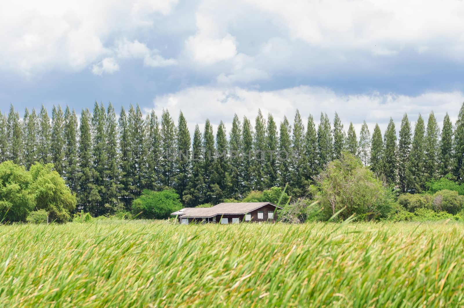 House on green field landscape by Sorapop