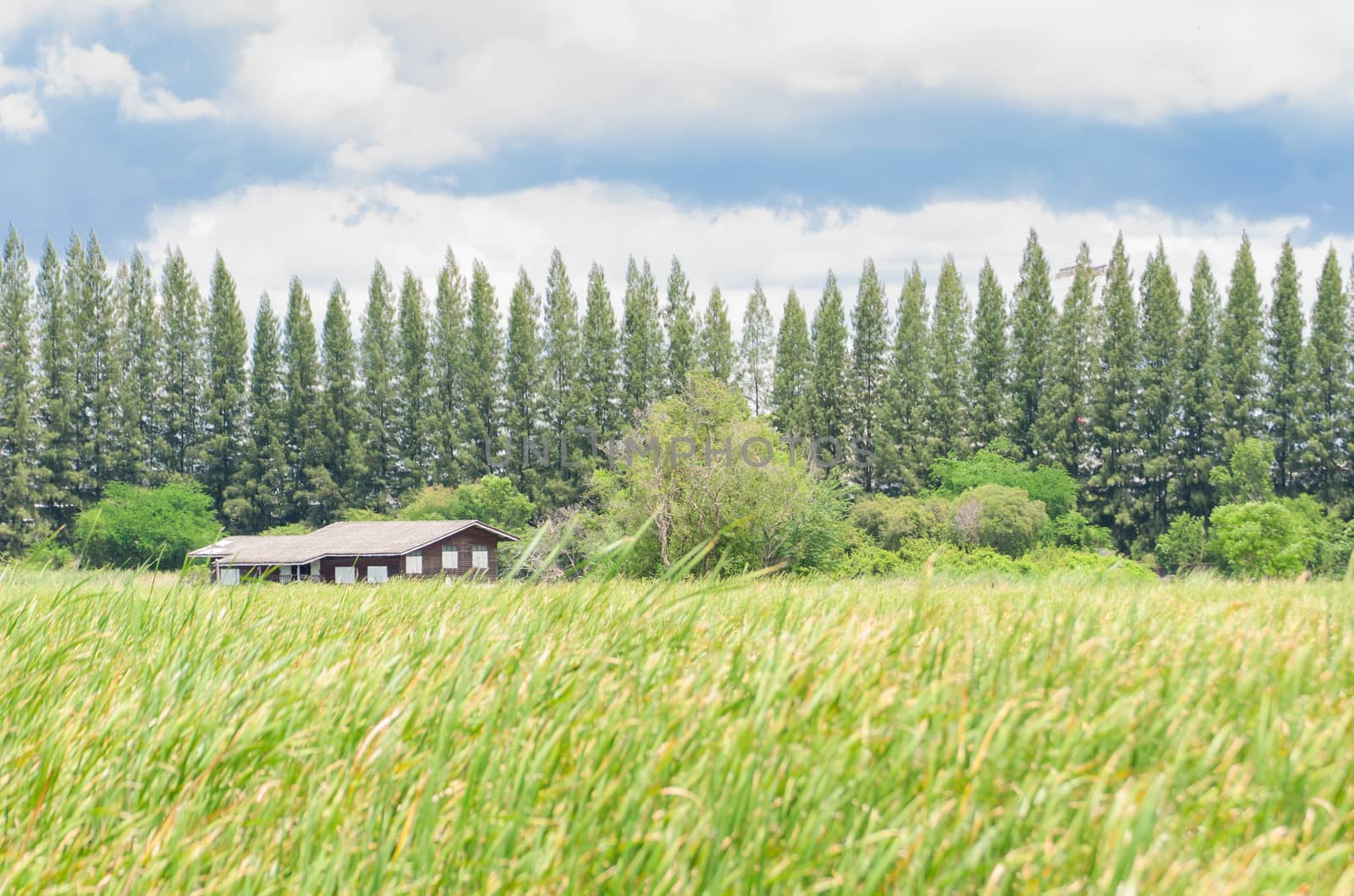 House on green field landscape with pine trees