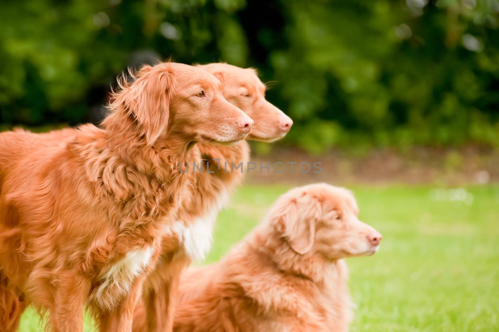 three rare breed nova scotia duck tolling retrievers