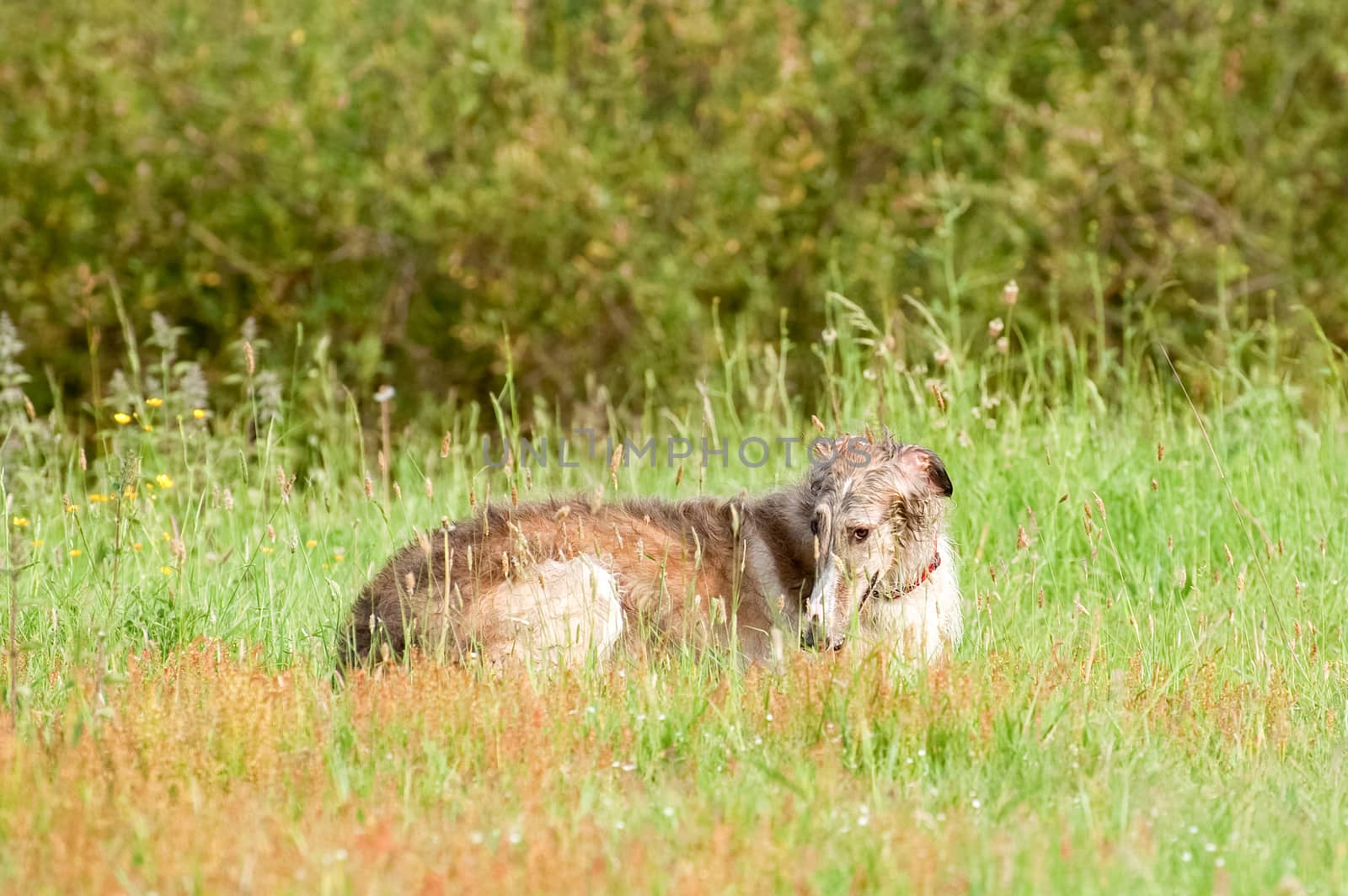 borzoi in a meadow by nelsonart