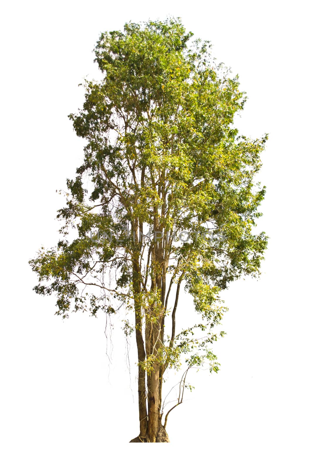 Tree isolate on a white background