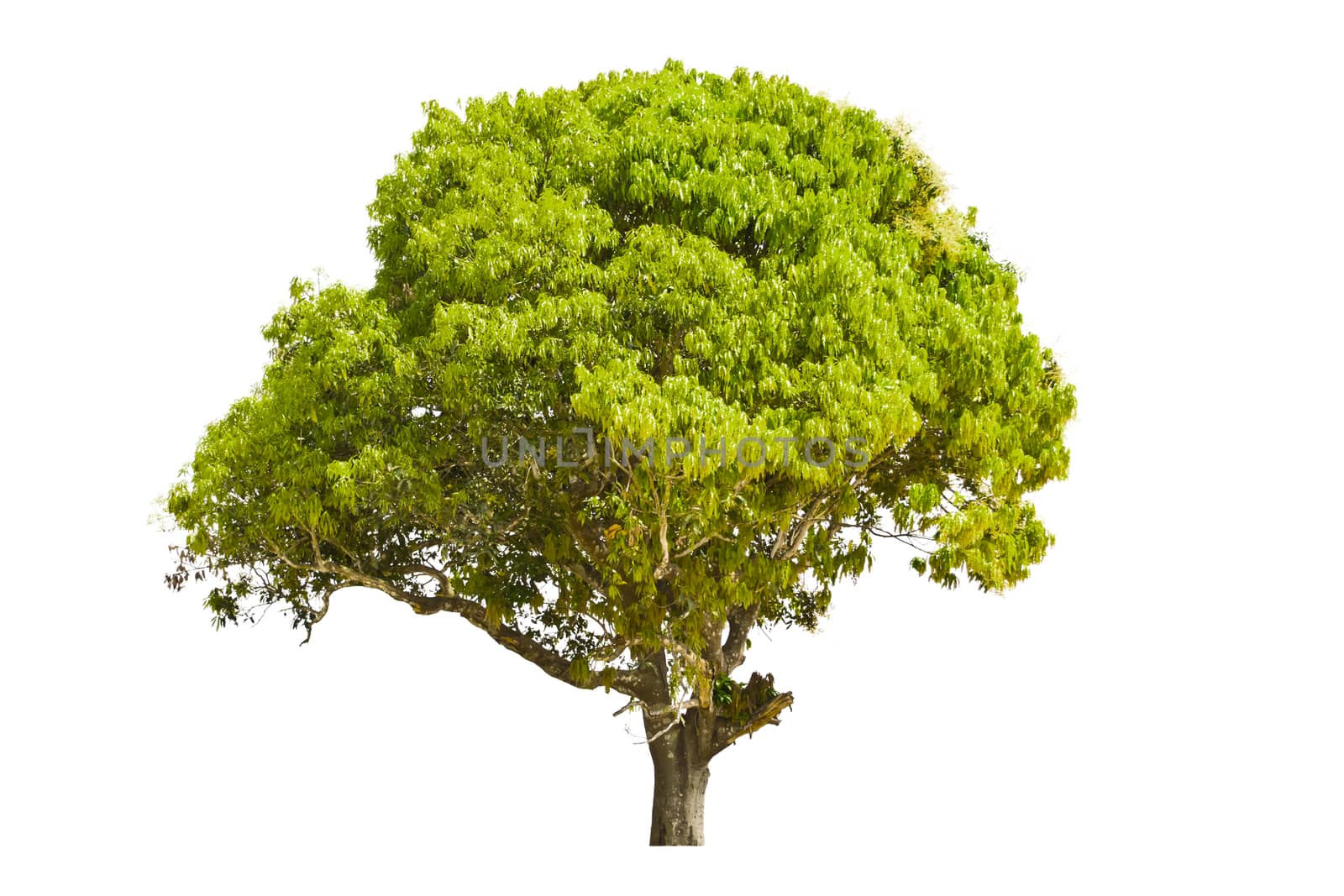 Tree isolate on a white background