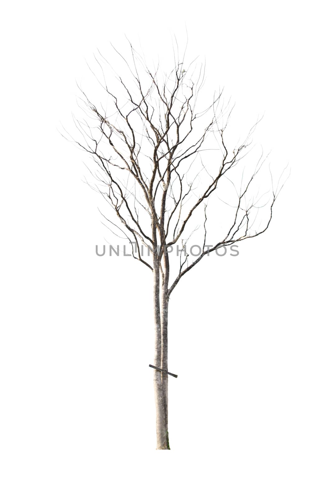 Tree isolate on a white background