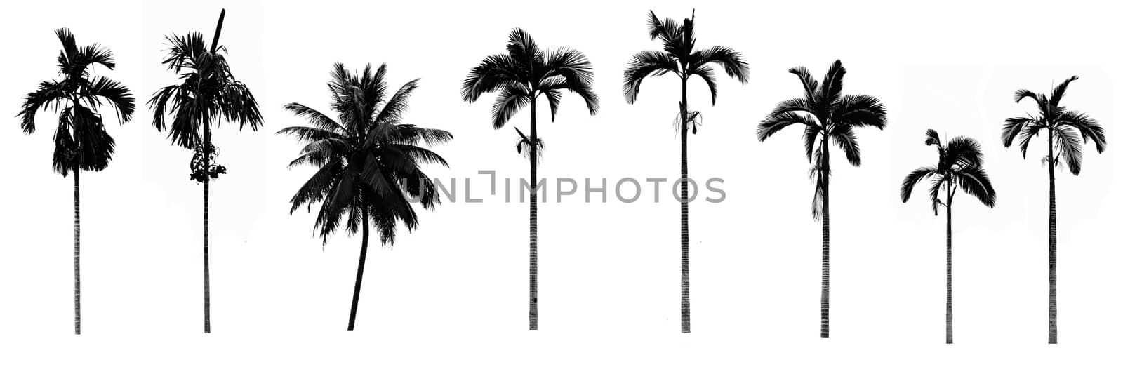 Set of silhouettes of trees