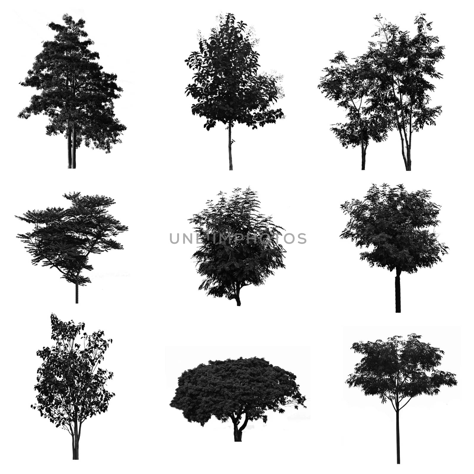 Set of silhouettes of trees