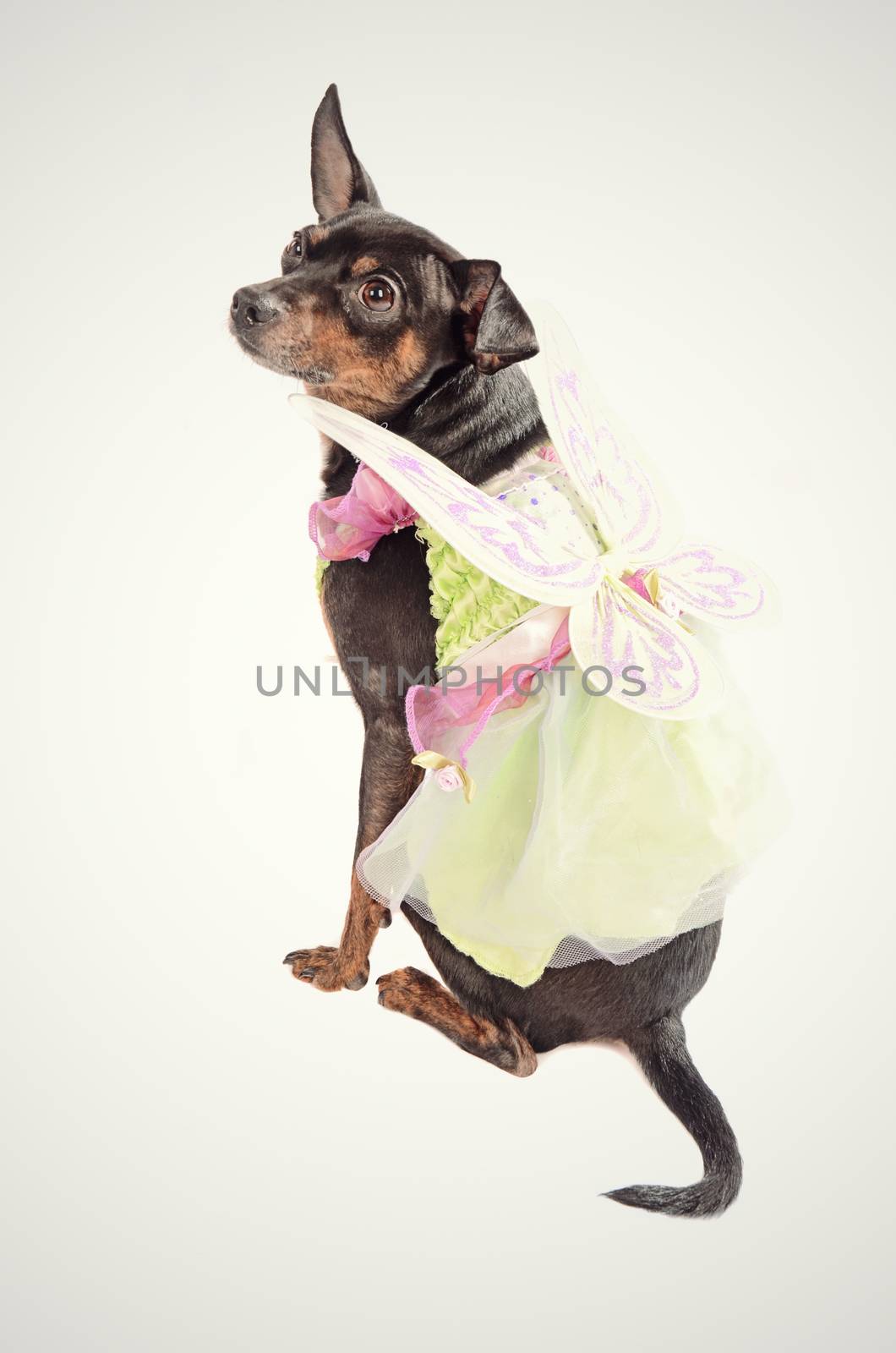 Chihuahua dog wearing a fairy costume and sitting ona clean background with a yellow-green hue