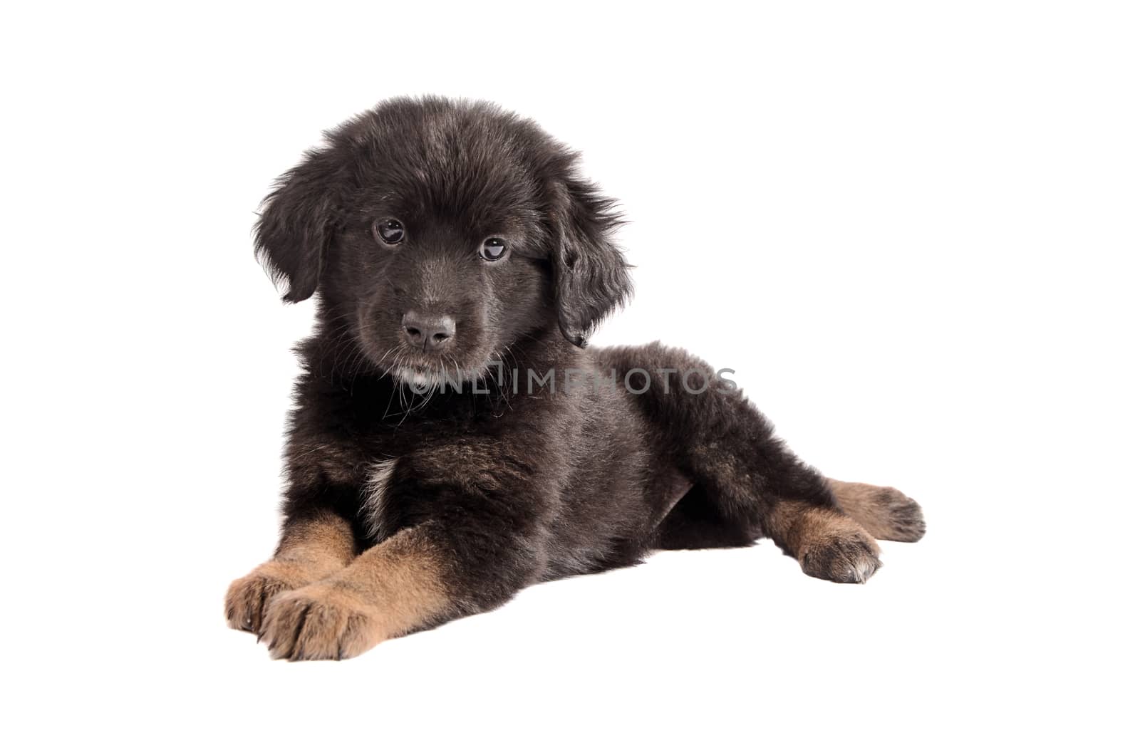 Cute black and brown mixed-breed puppy laying down