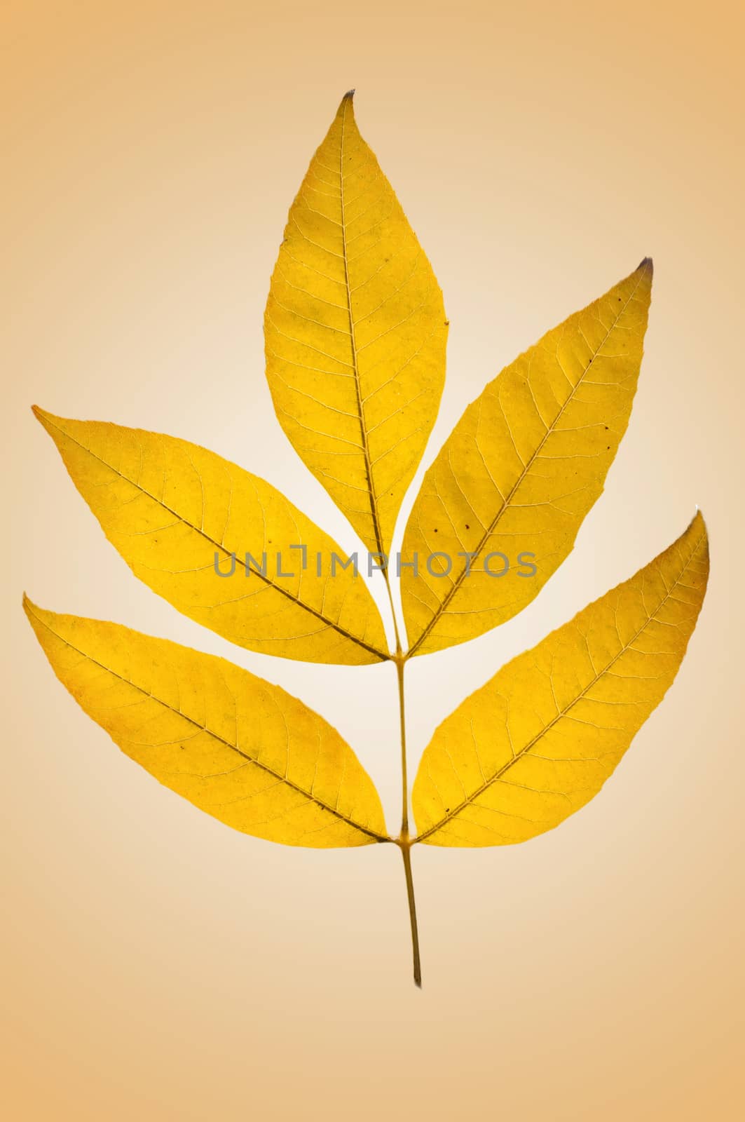Typicall little branch of Ash with five leaves in a beautifull yellow color of autumn