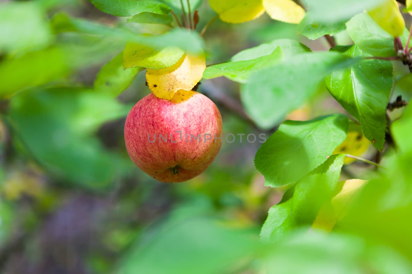 Apple in a tree close up