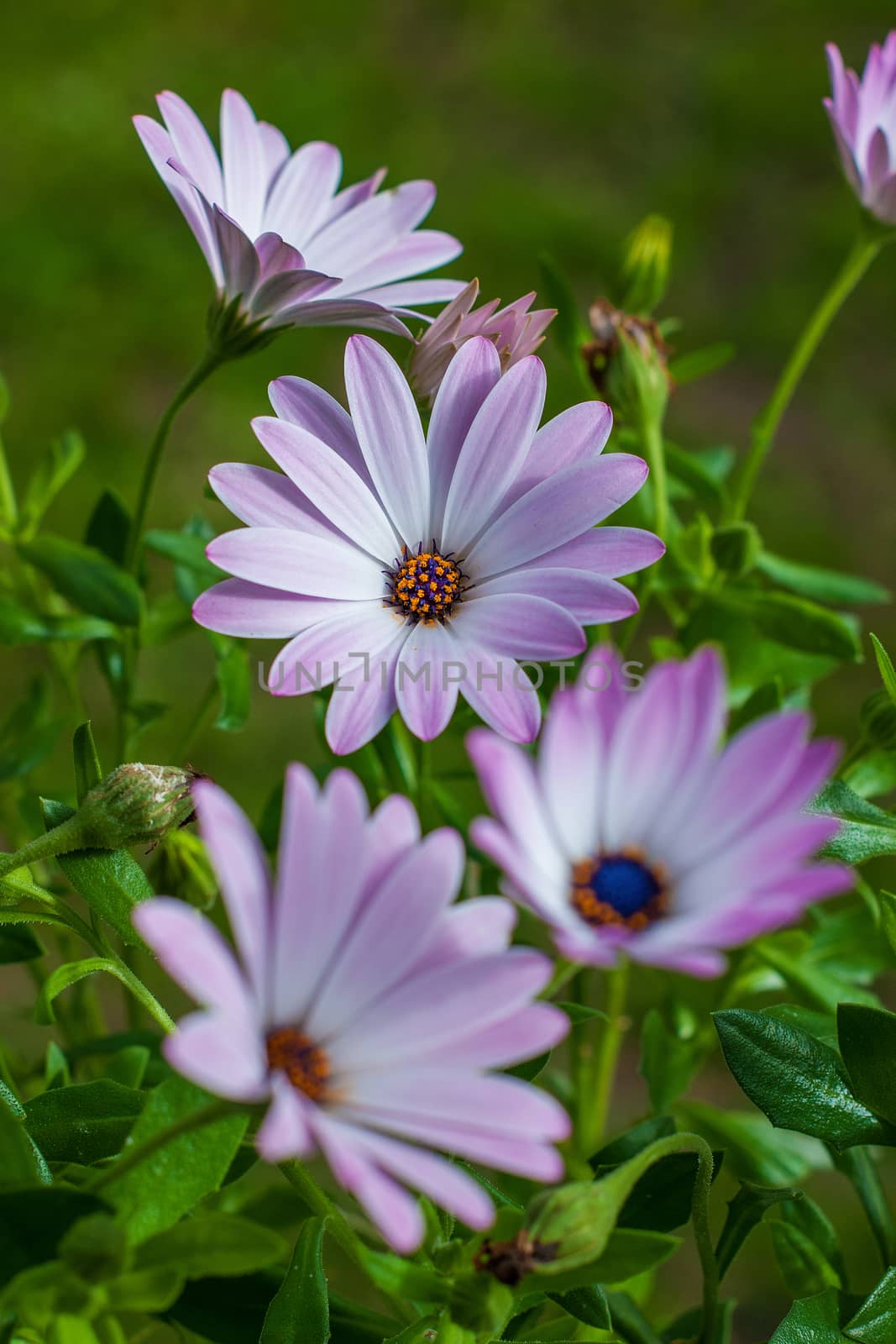 Dimorphotheca, commonly called Cape marigold, is one of eight genera of the Calenduleae, with a centre of diversity in Southern Africa.Also called African Daisy and Star of the Veldt.
