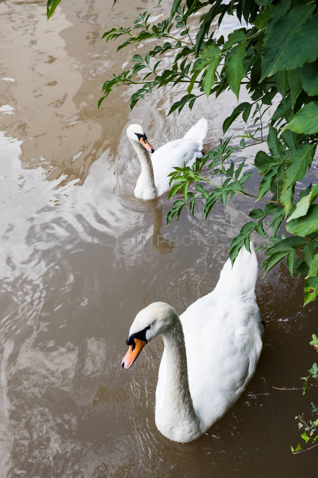 Two curious swans in city river by juhku
