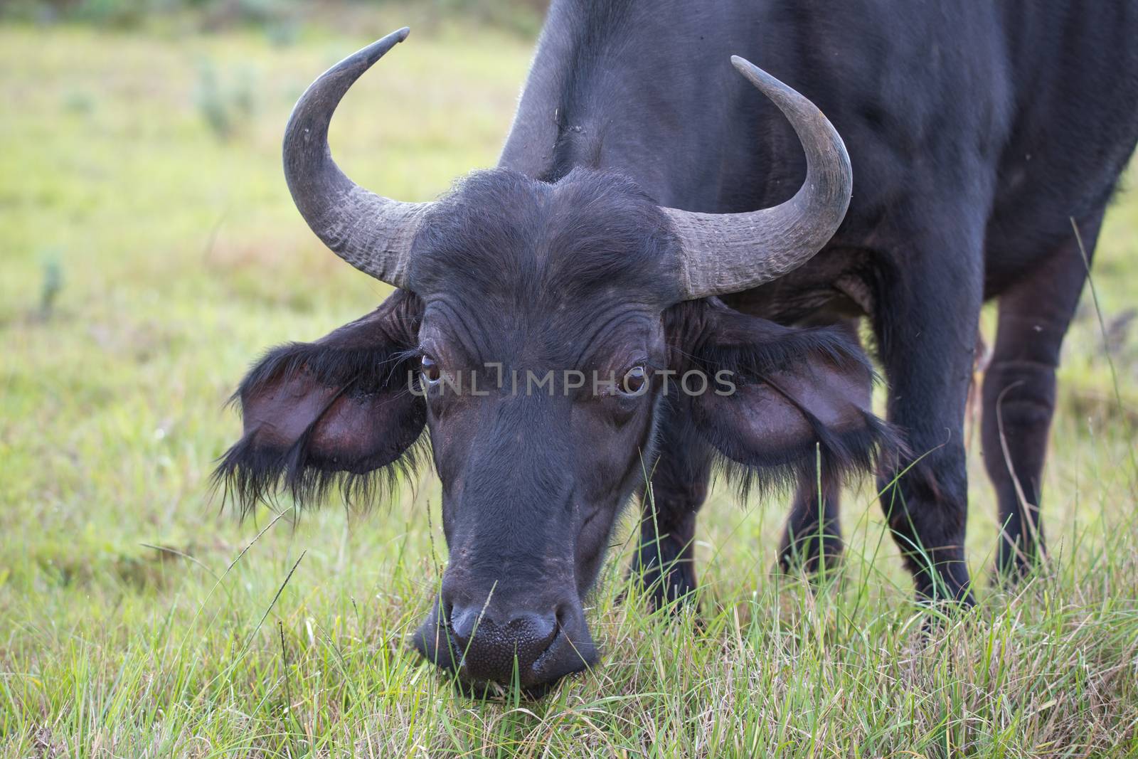 Female or cow Cape buffalo with large eyes looking at the camera