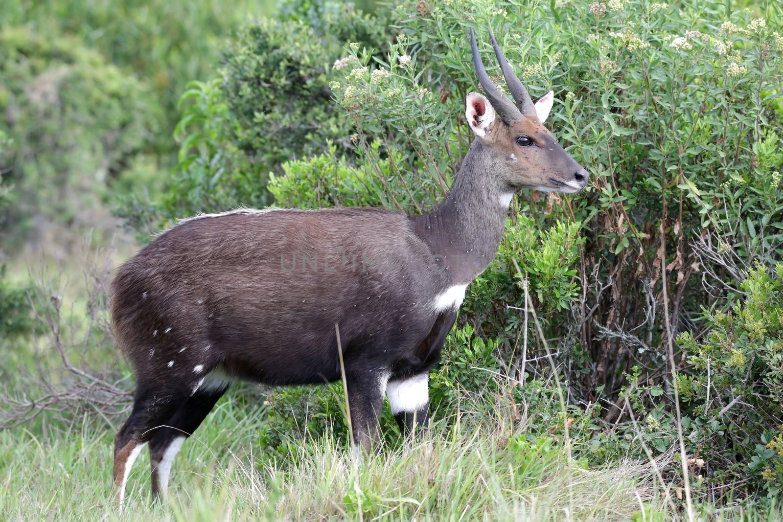 Adult male bushbuck antelope in the wild African bush