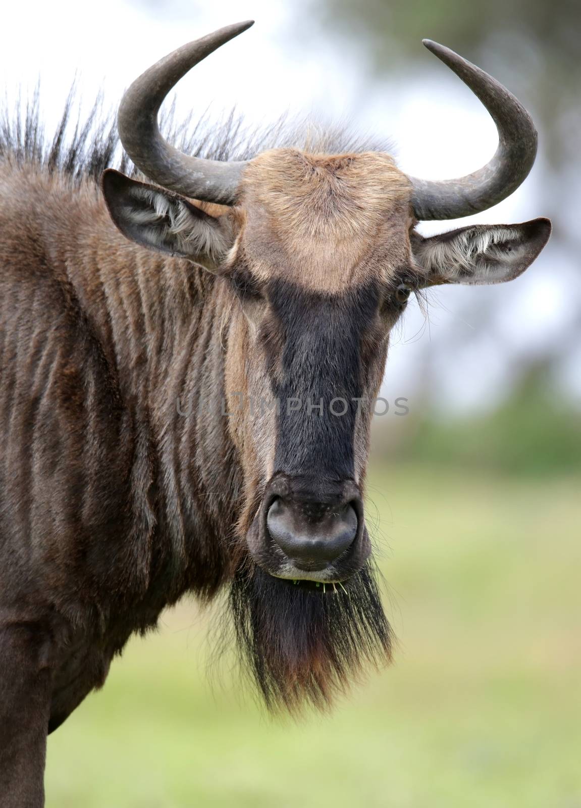 Black wildebeest antelope from Africa  with shaggy fur and horns
