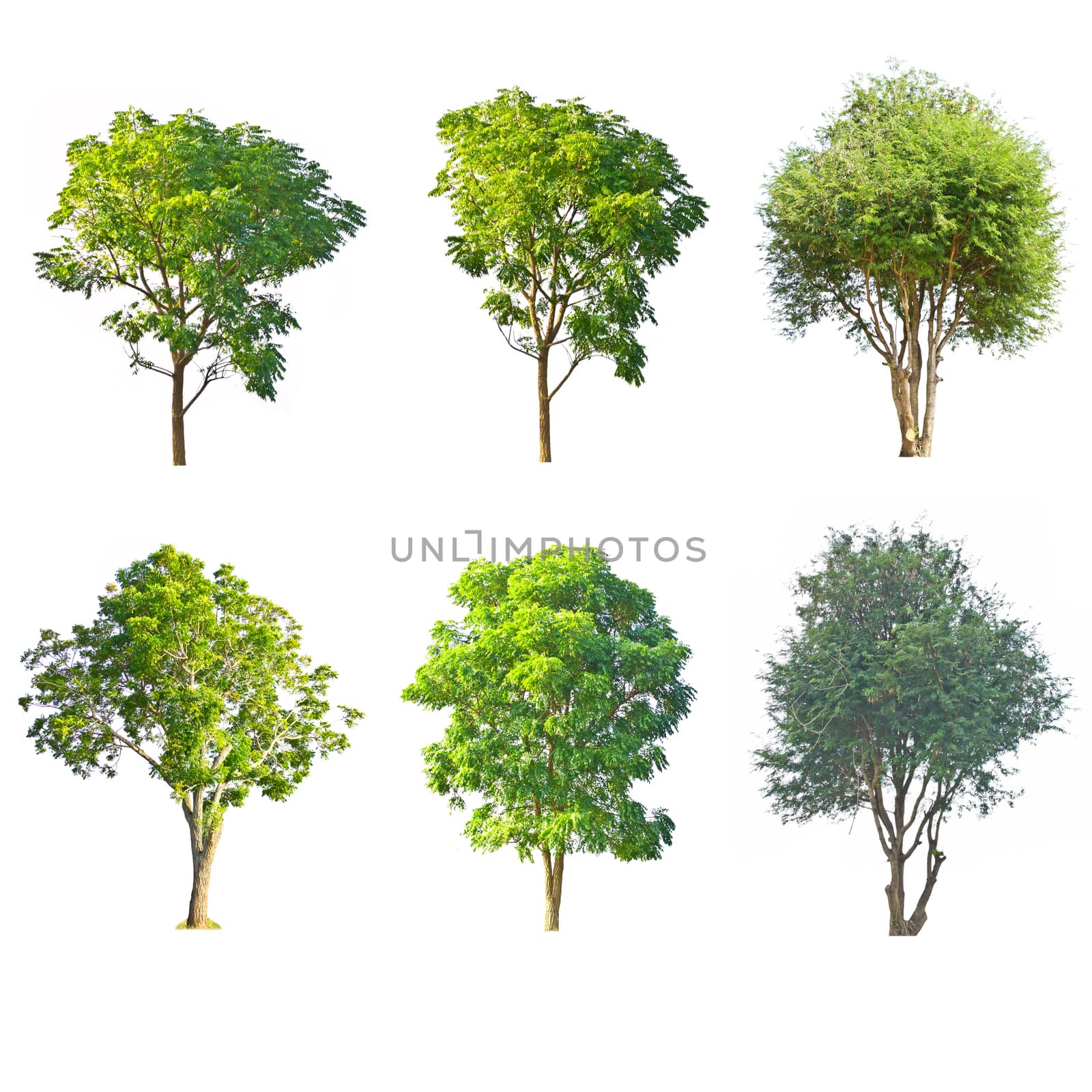 Set of trees on white background