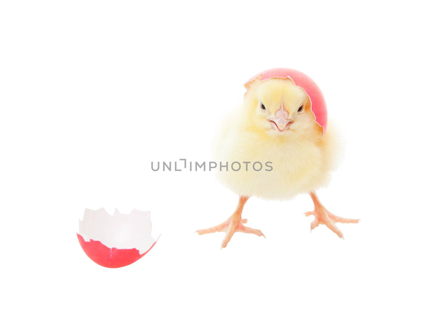 Easter Chick Pink by songbird839