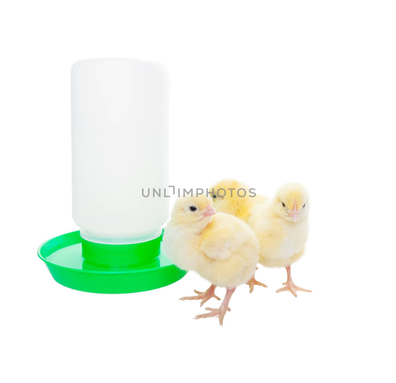 Newborn chicks near an automatic watering container.  Shot on white background.