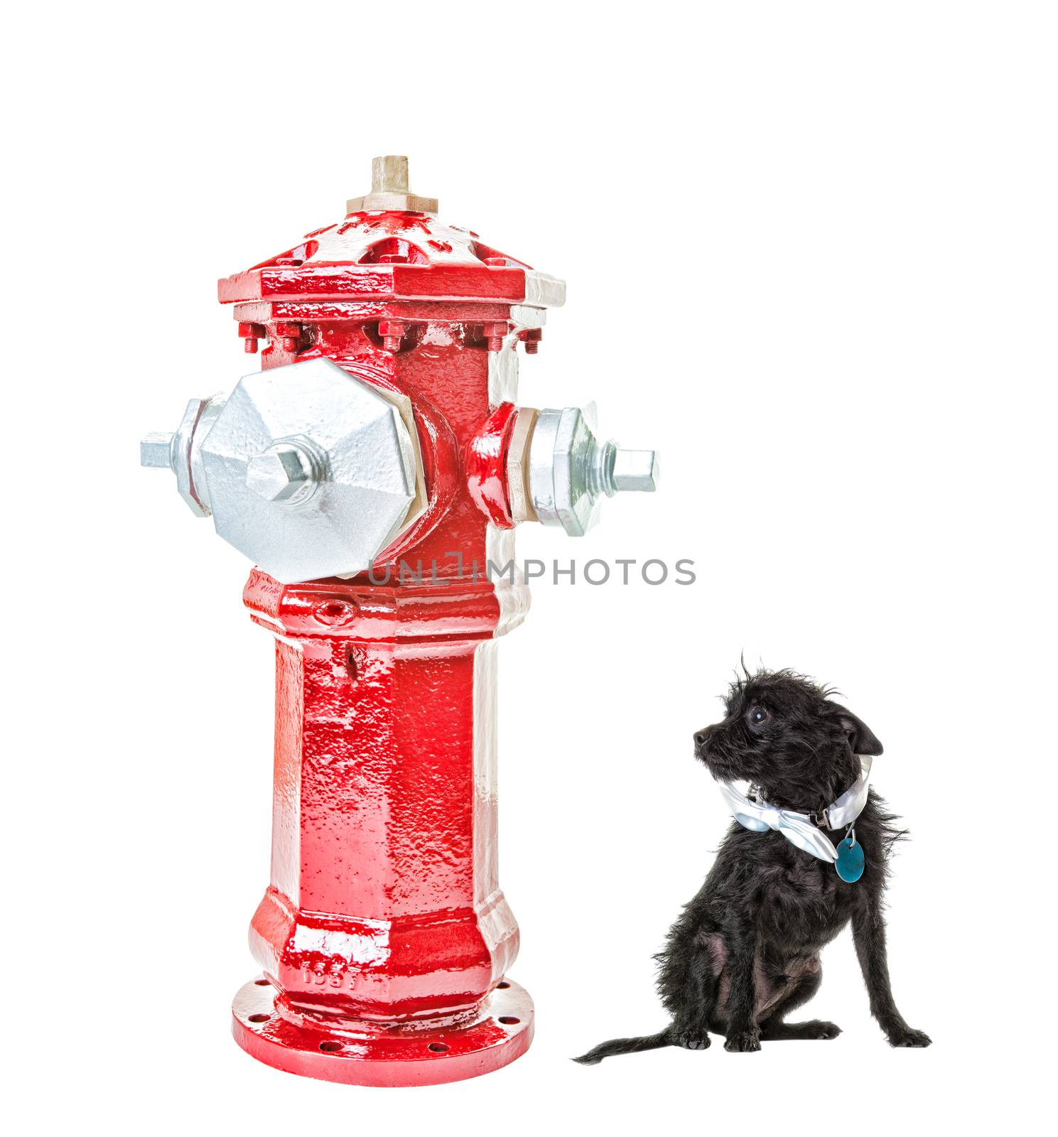 A very small dog intimidated by a very big fire hydrant. Isolated.  Hdr.  Clipping path for fire hydrant.