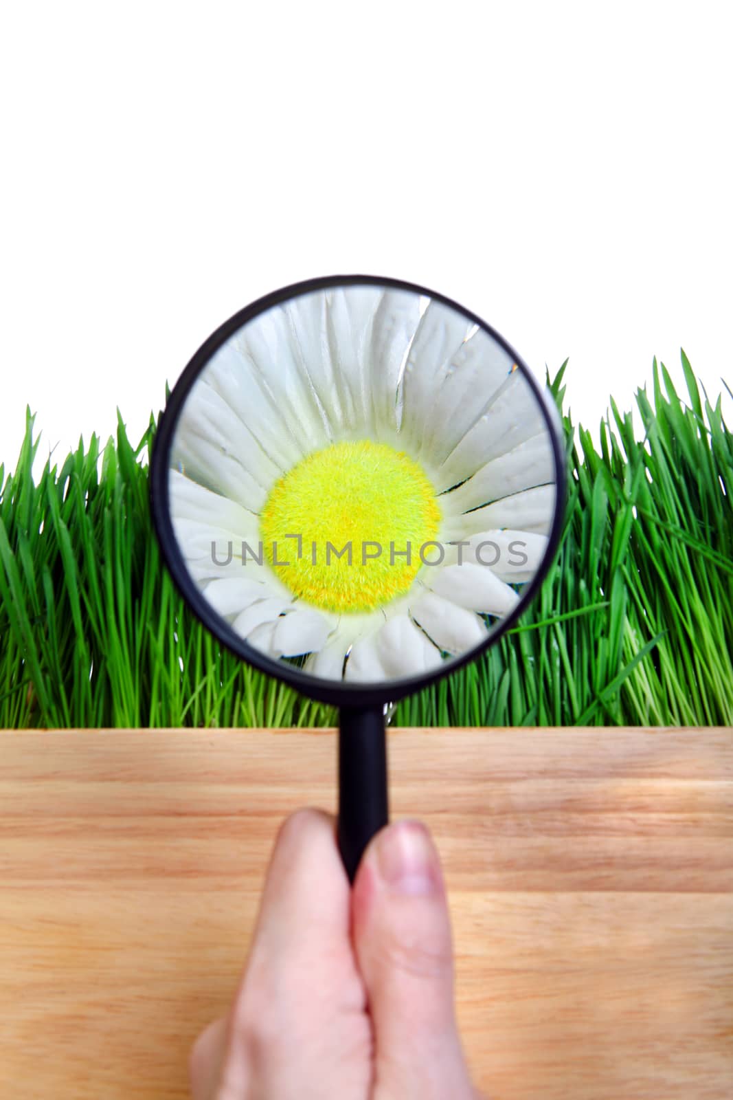 Loupe in a Hand on the Flower Isolated on the White Background