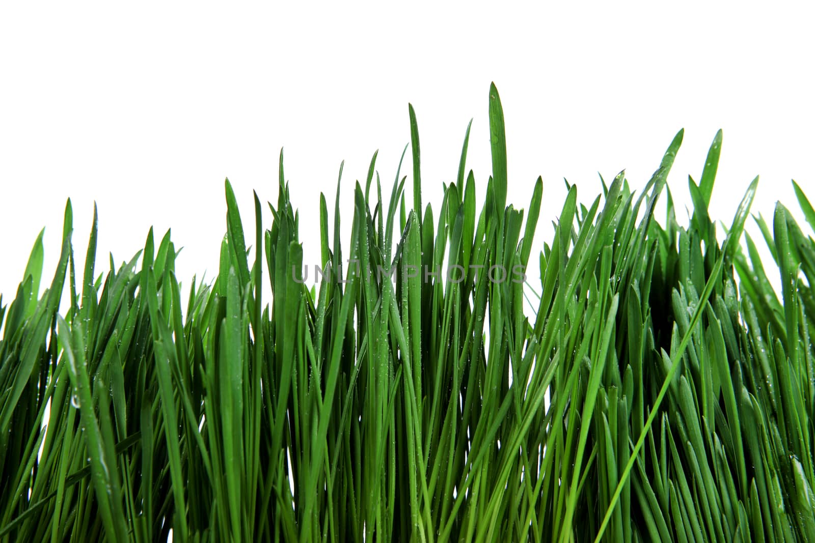 Fresh Grass with Drops of the Water Isolated on the White Background