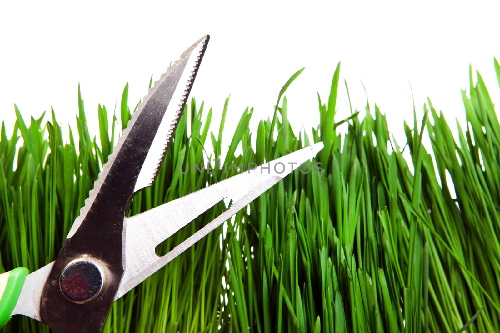 Shears on the Grass Isolated on the White Background