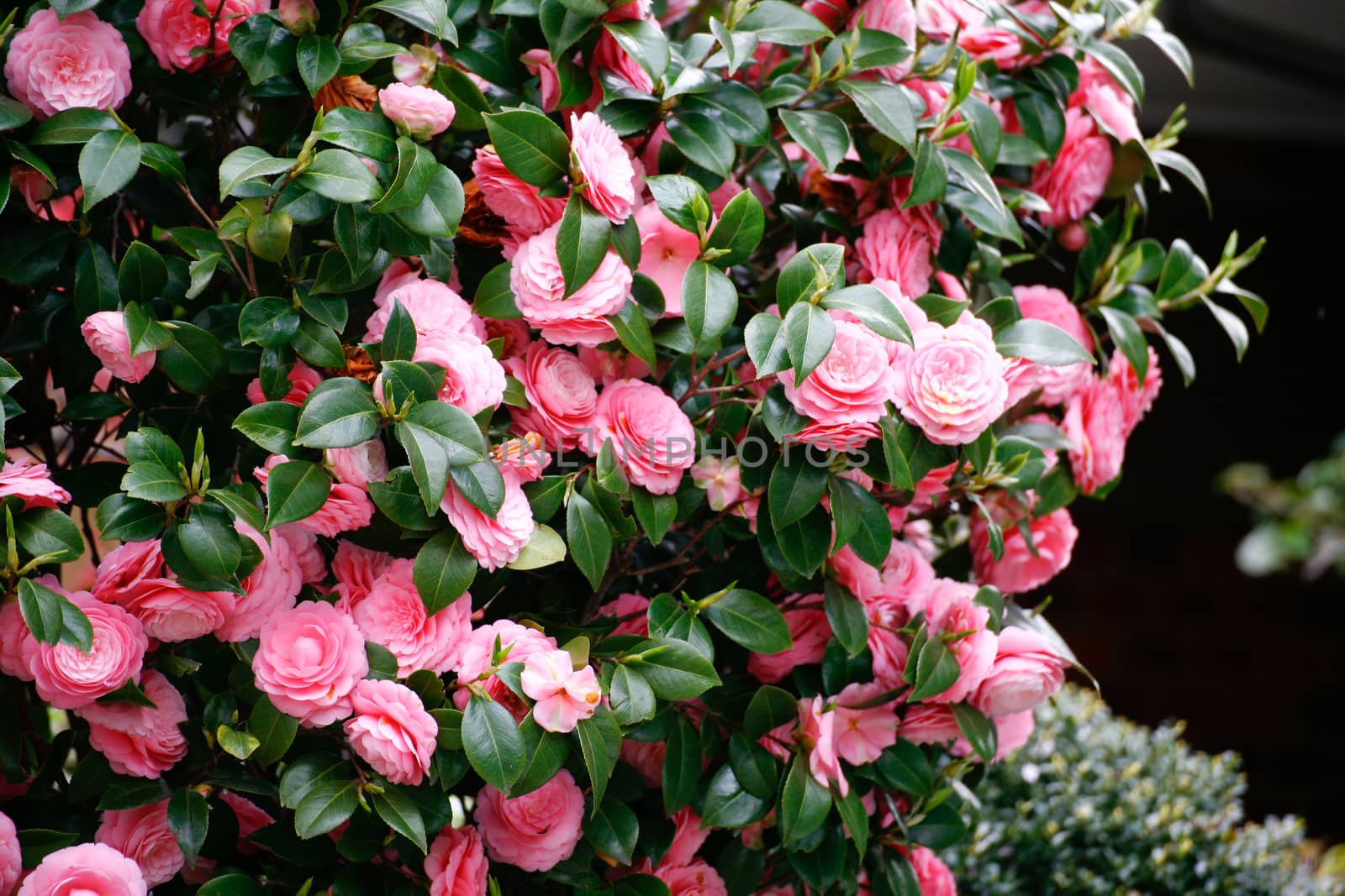 Beautiful carnation flowers or pinks in the flowerbed by 2nix