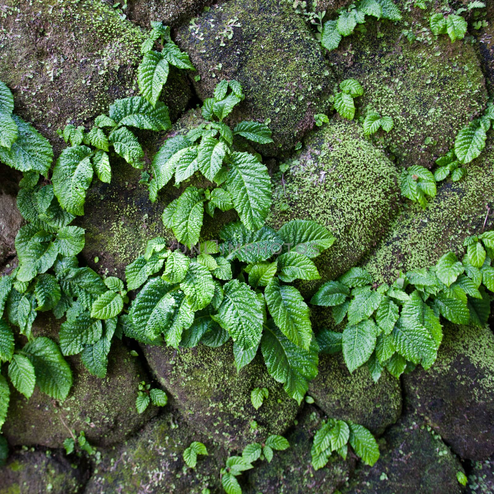 close up parasite plant on stone wall
