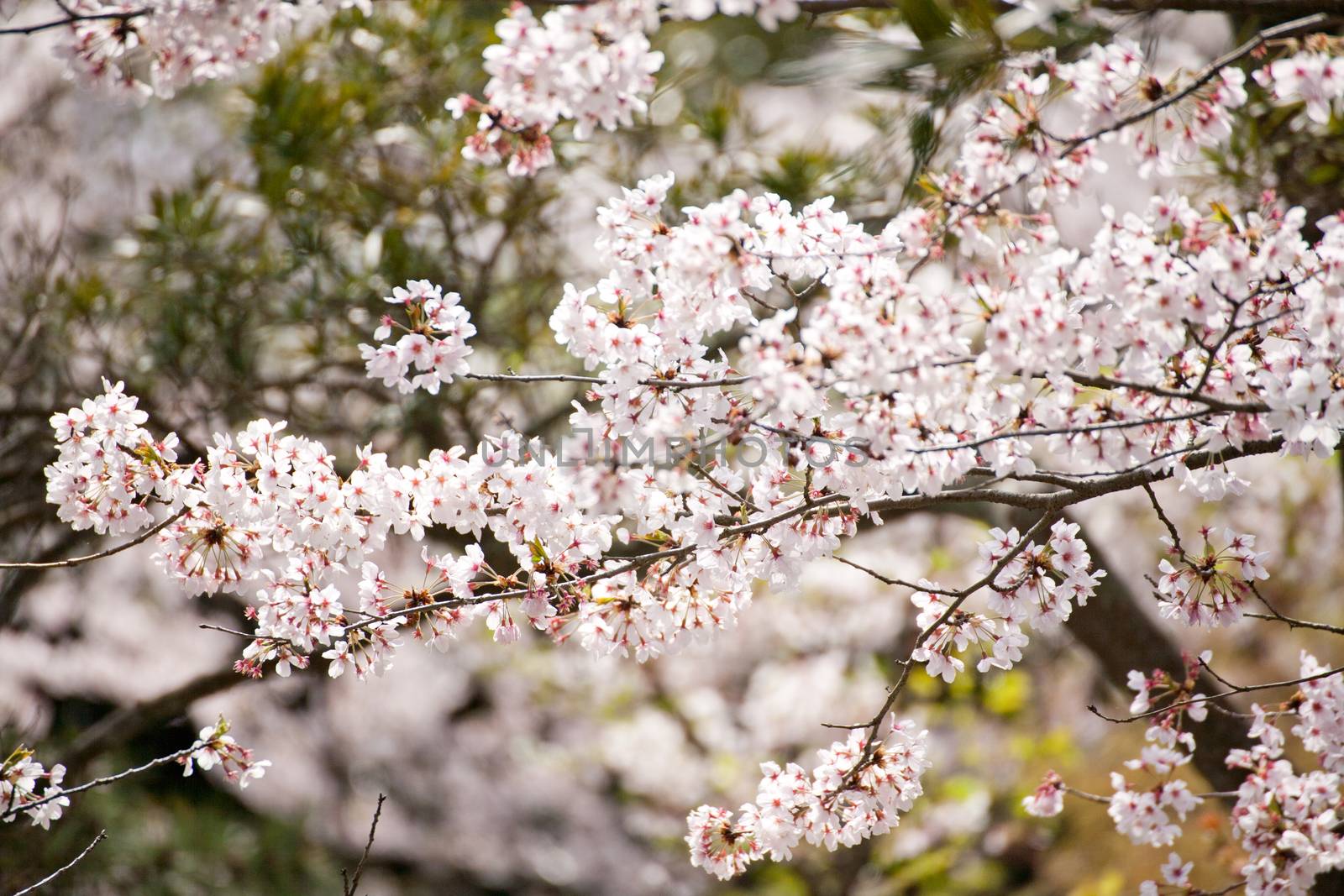 Sakura (Japanese Cherry Blossom) by 2nix