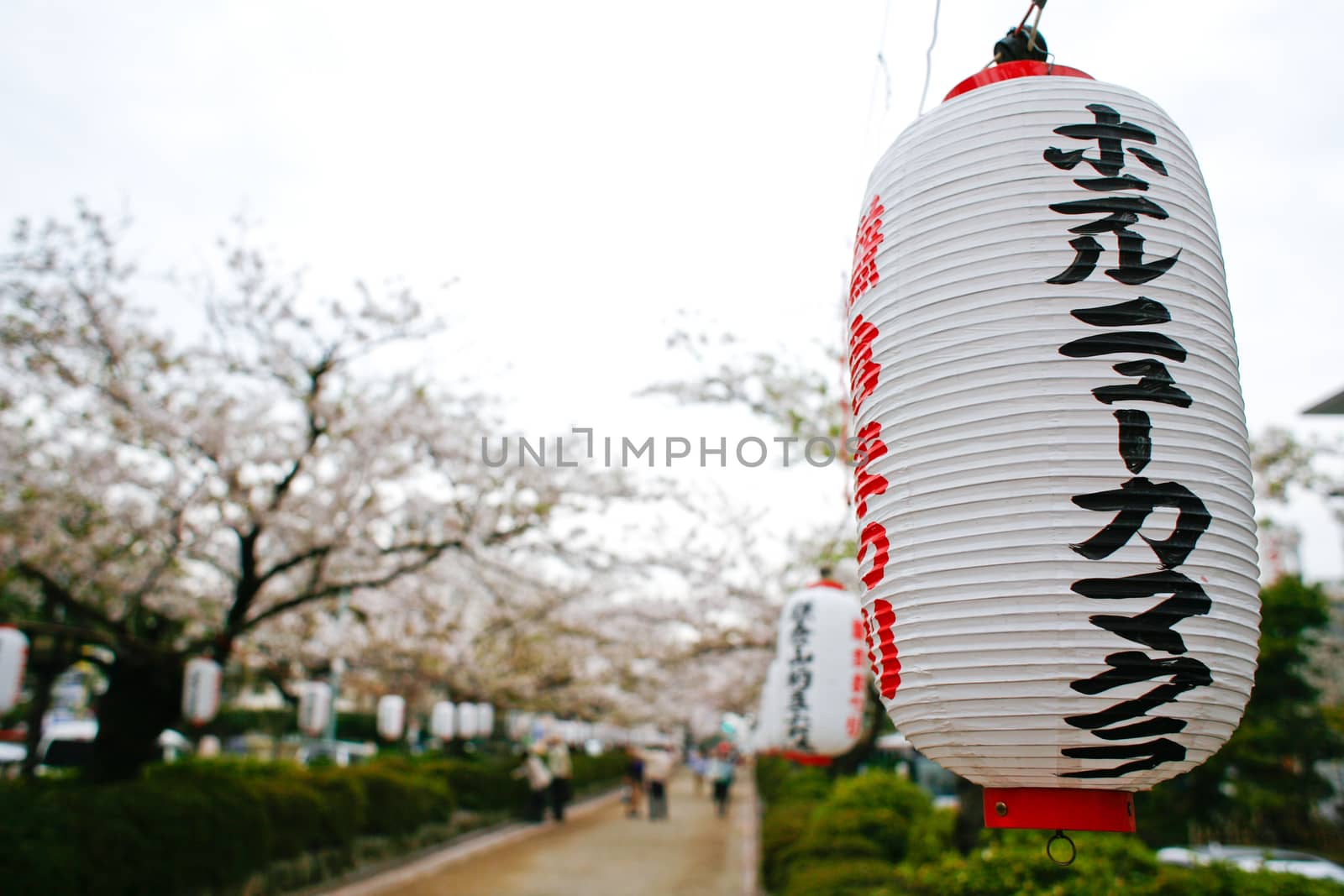 White paper lanterns amongst cherry blossom
