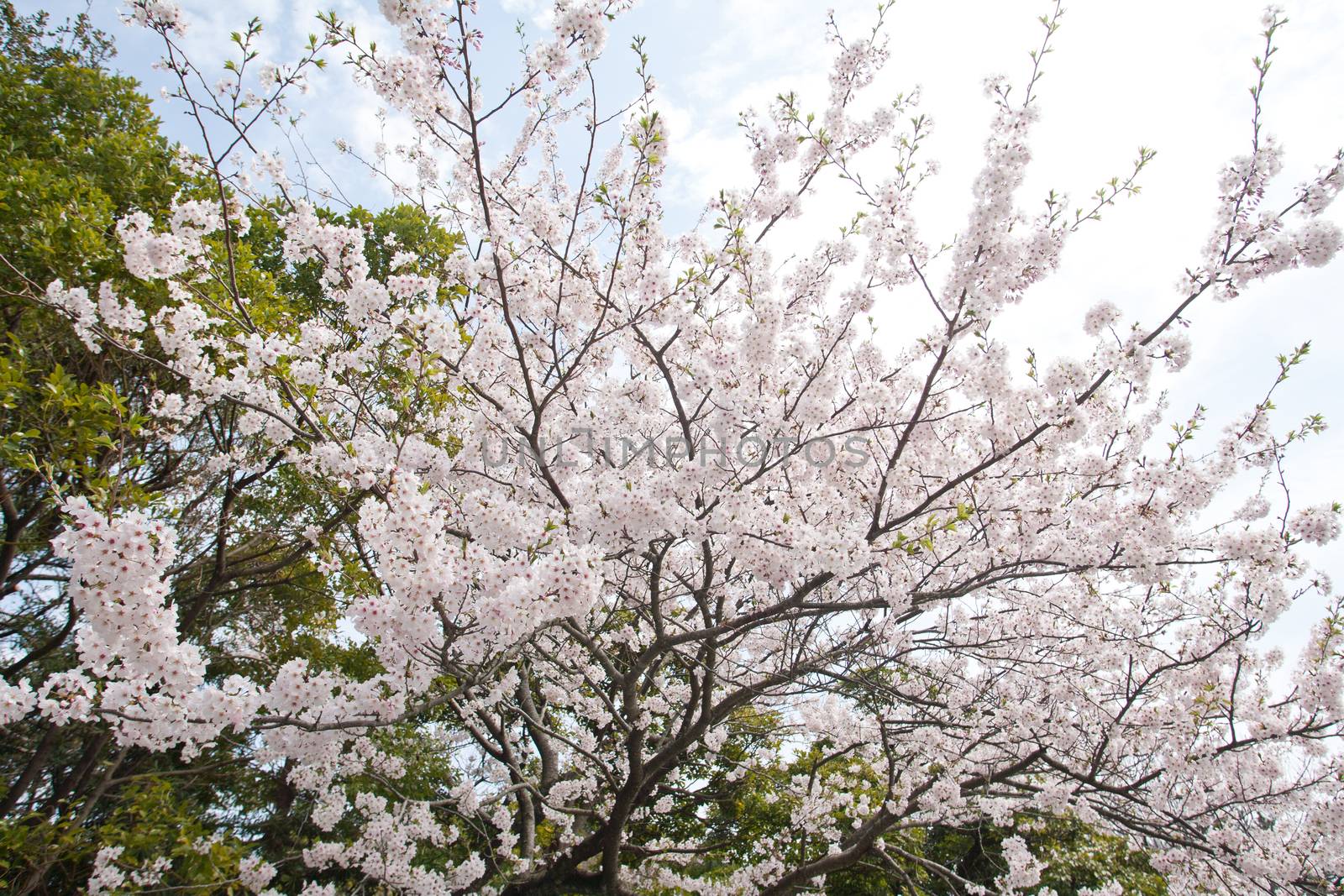 Sakura (Japanese Cherry Blossom)