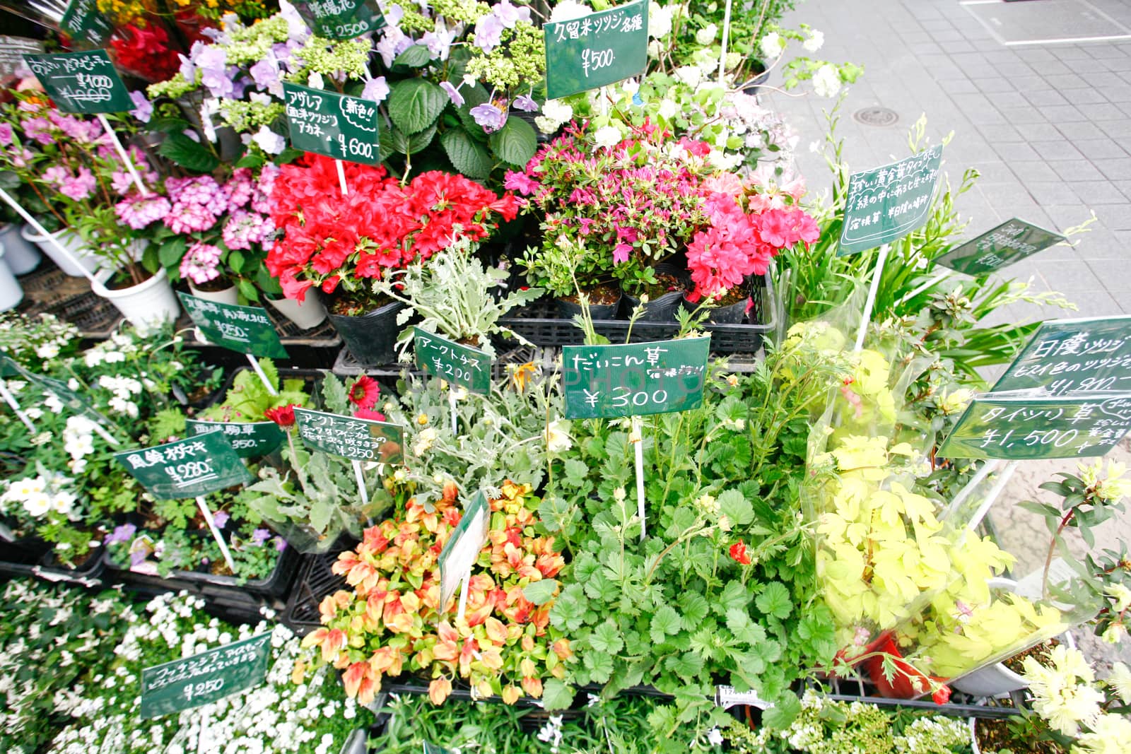 Colorful flowers in a flower shop on a market