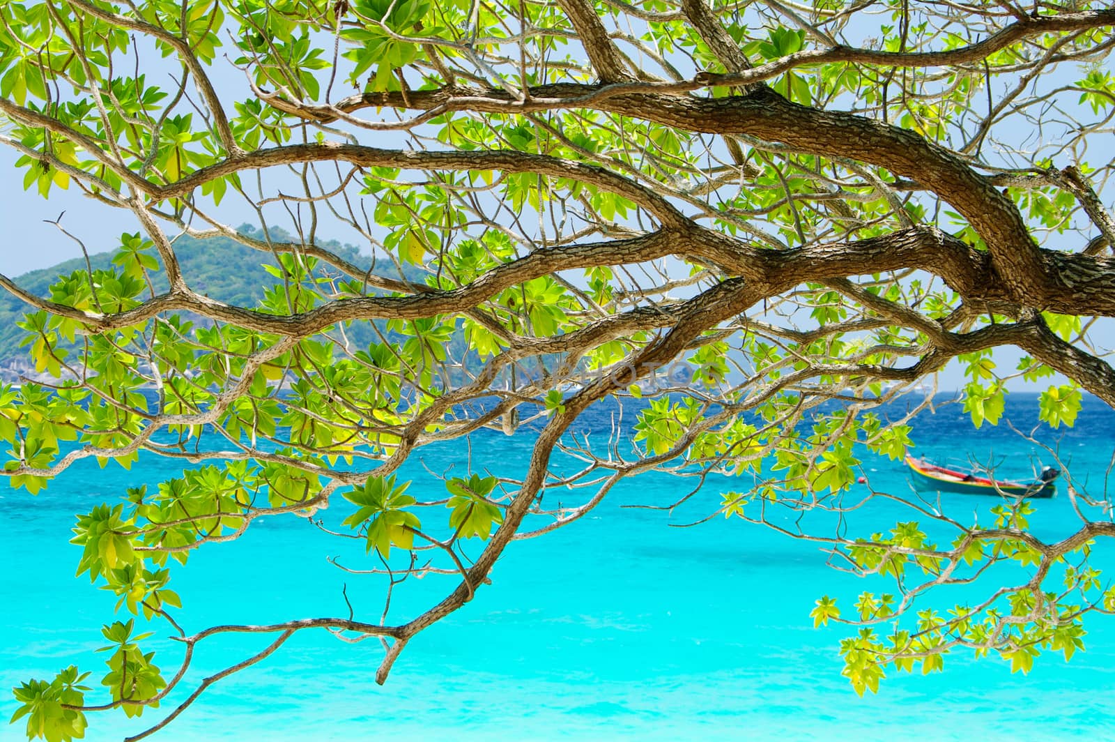 tree on beautiful blue sea in background from South Thailand