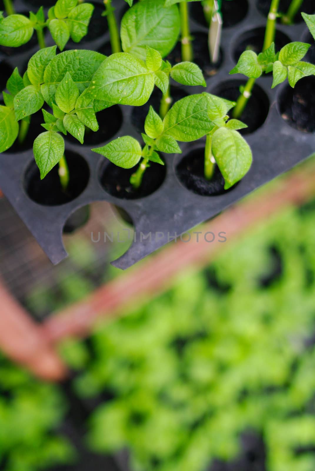 plantation of little seedlings