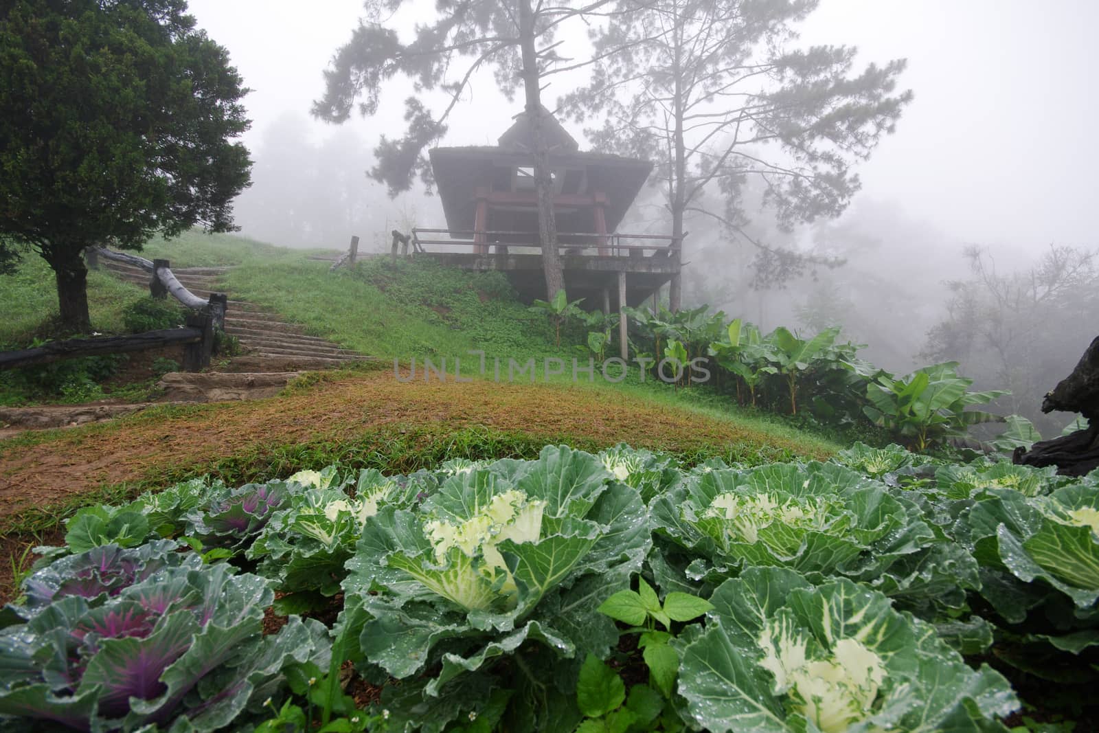 Fog on mountain Chiang mai