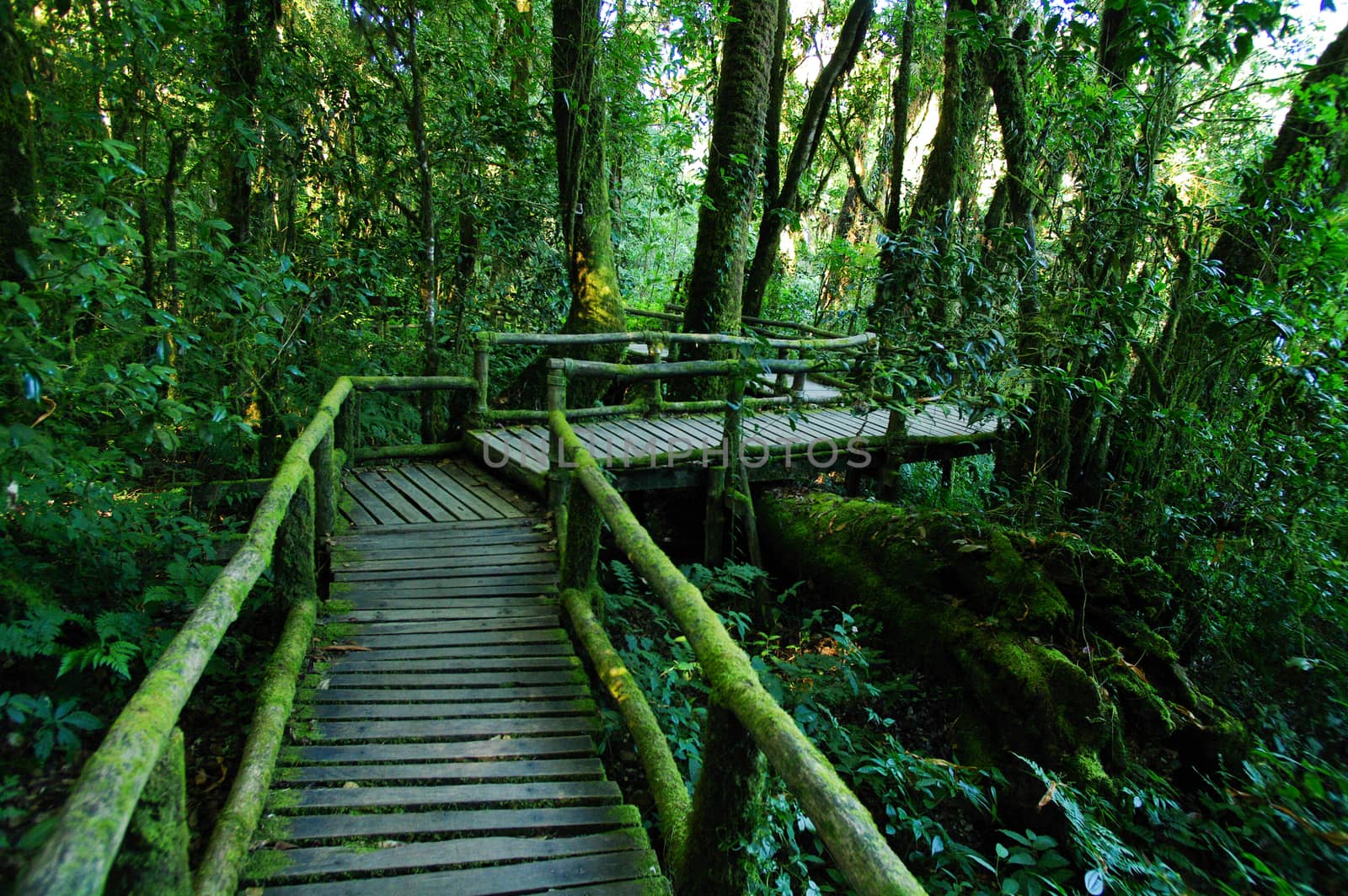 Rain forest at Doi intanon ,Chiang Mai