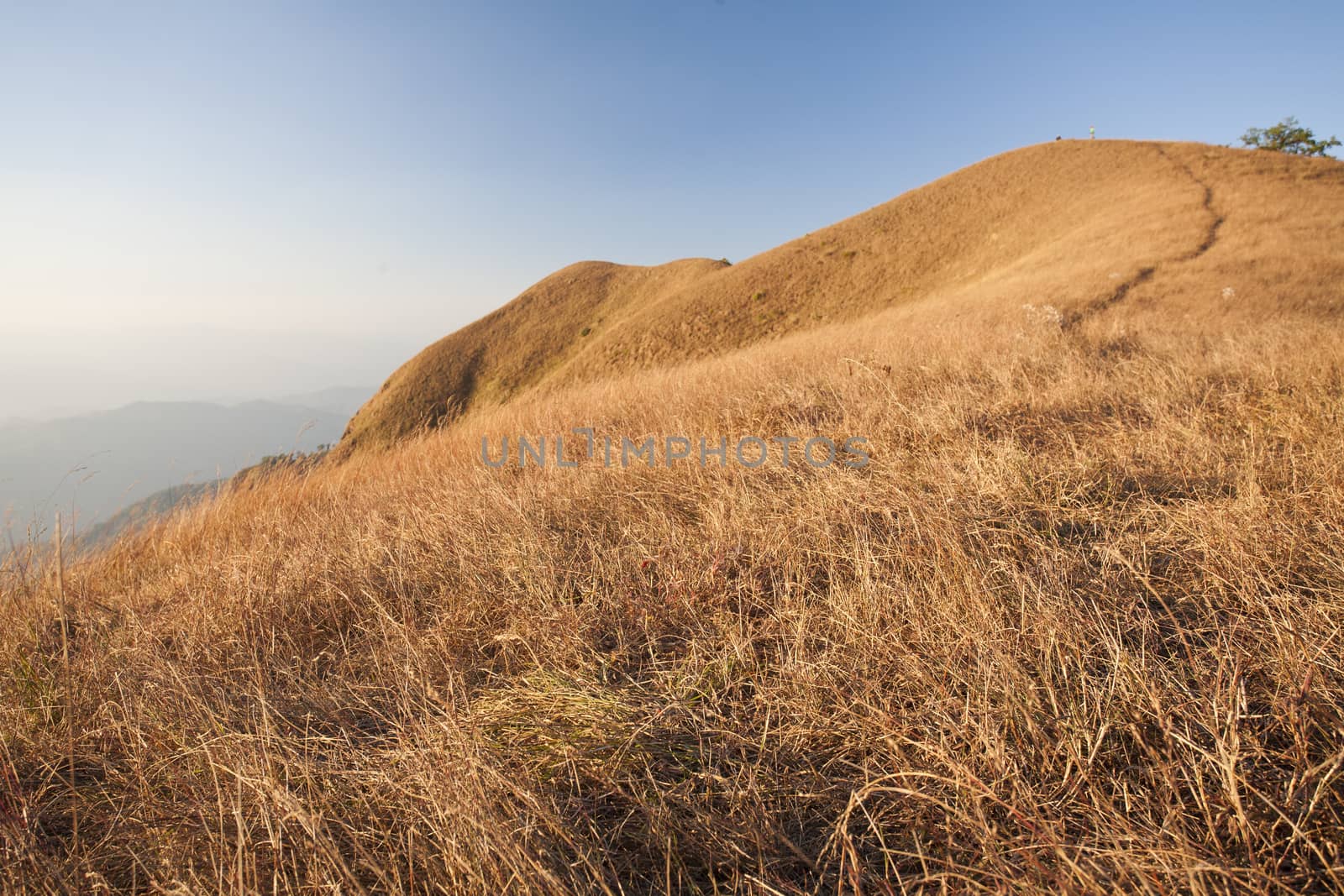 Dry grass and wild  on Monjong mountain. Chiang Mai, Thailand
