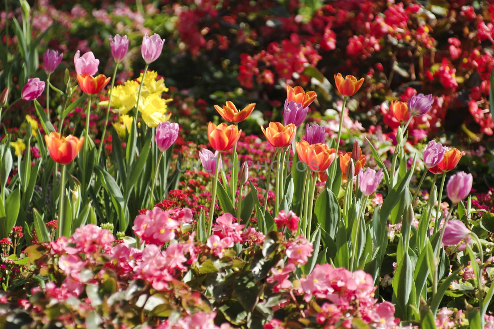 Background. Red, yellow, maroon tulips.