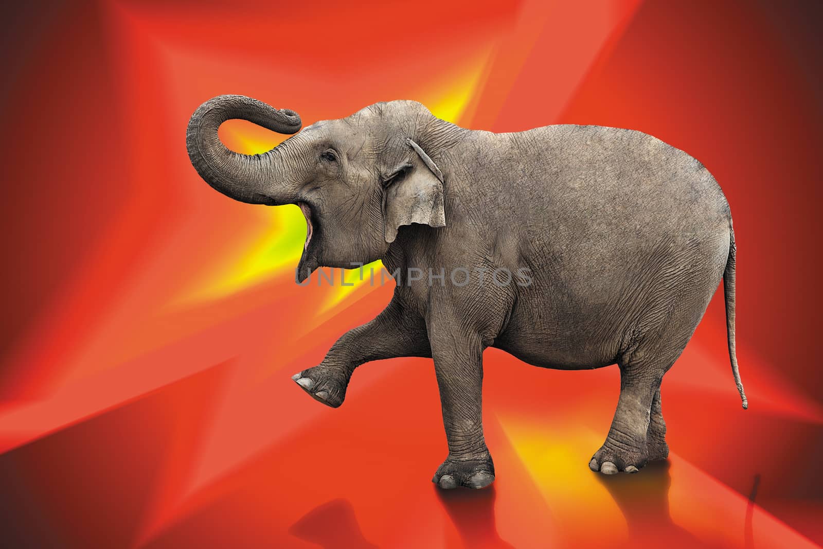 big elephant isolated with work path on red digital background