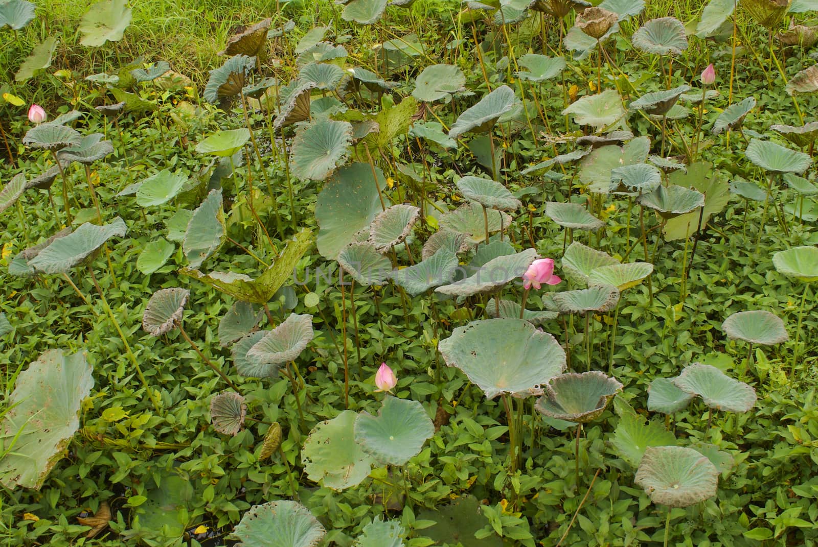 pink water lily and leaf in pond by 2nix