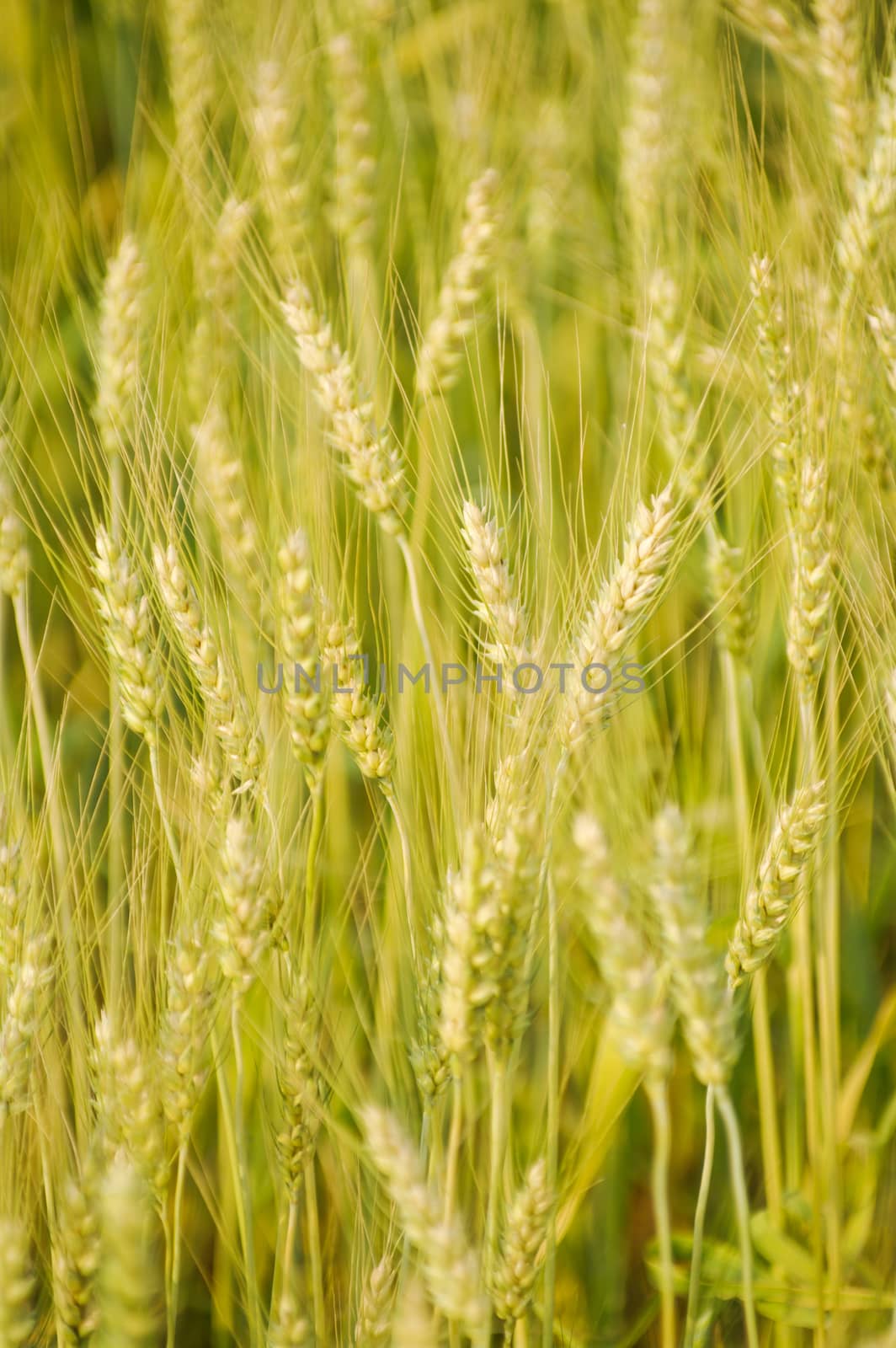 green barley field background  by 2nix