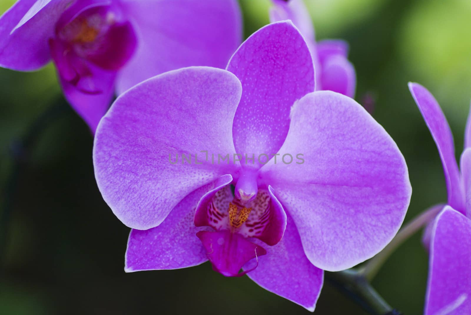 Beautiful purple orchid - phalaenopsis by 2nix