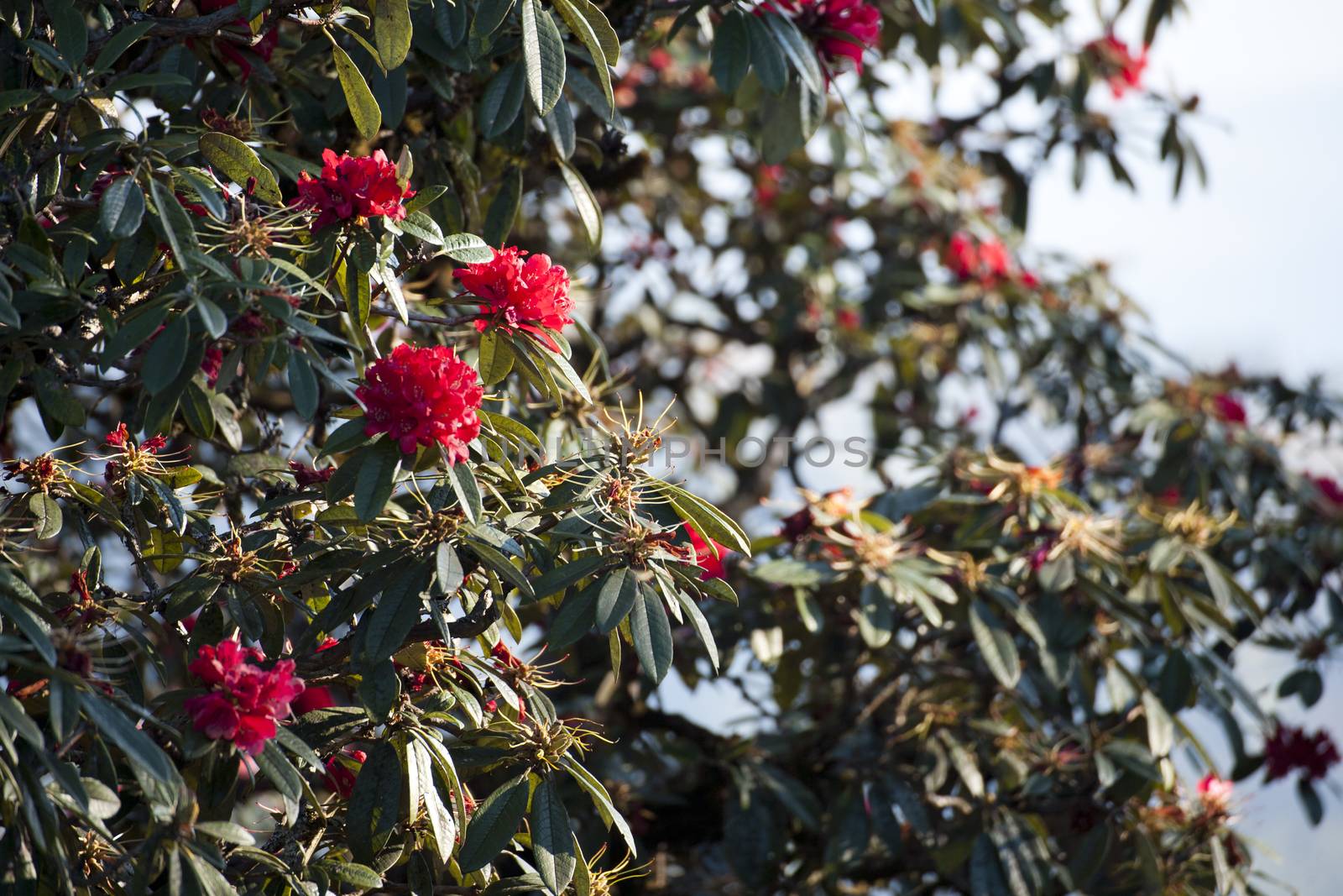 Red rhododendron in the mountain