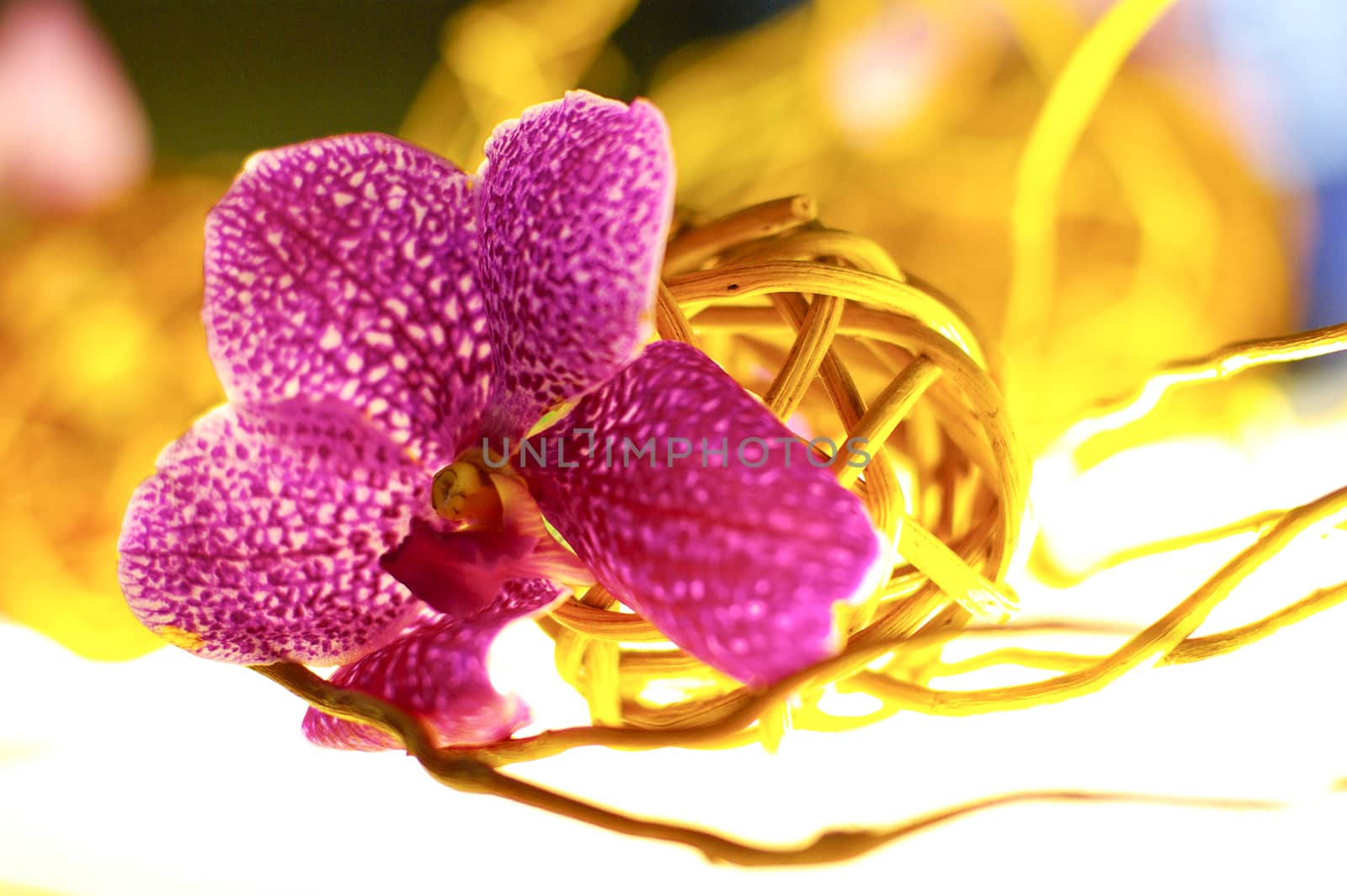 Beautiful purple orchid - phalaenopsis