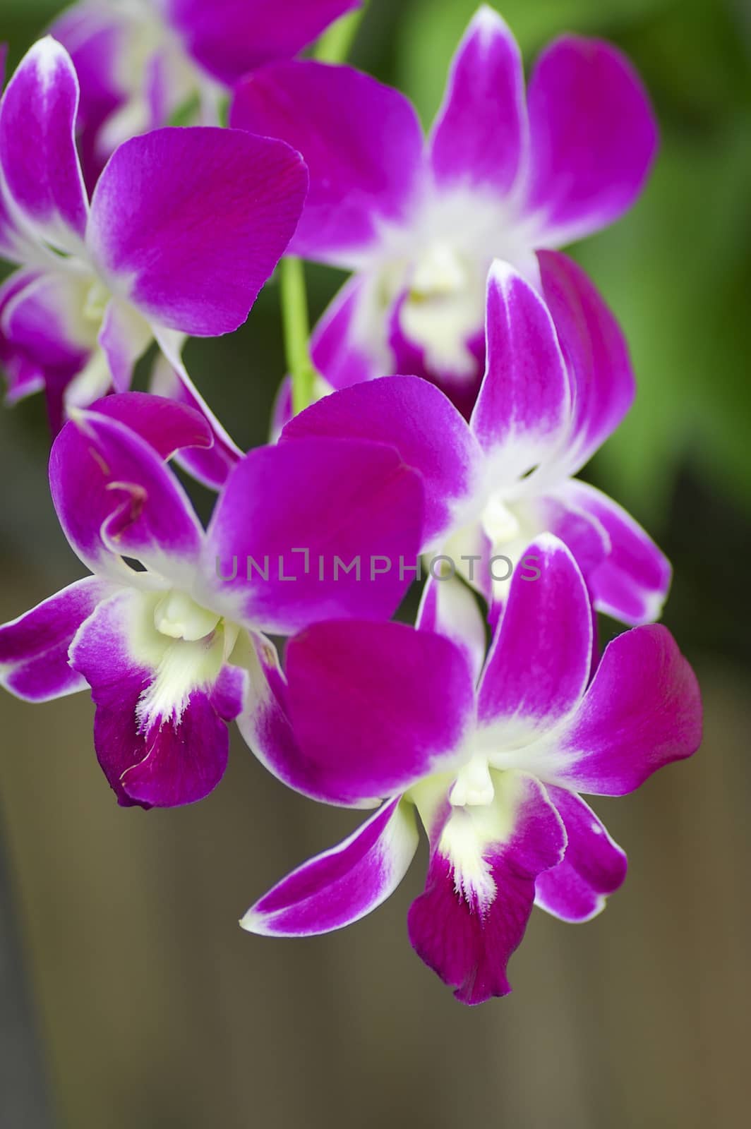 Beautiful purple orchid - phalaenopsis by 2nix