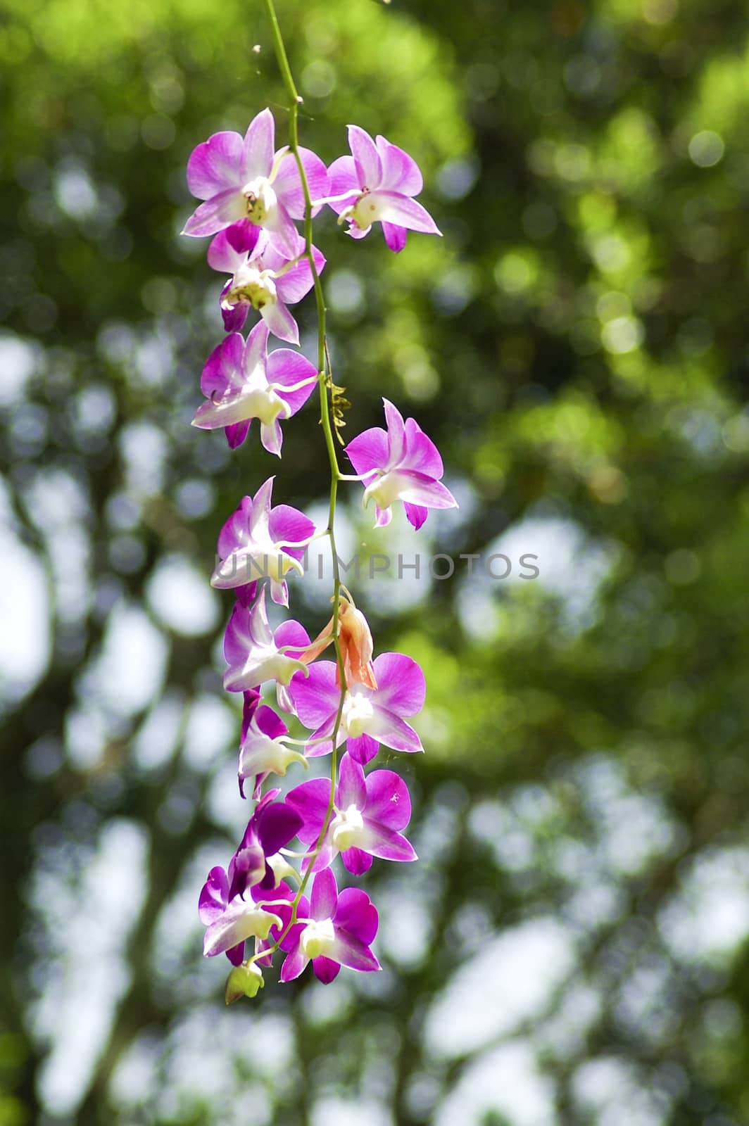 Beautiful purple orchid - phalaenopsis