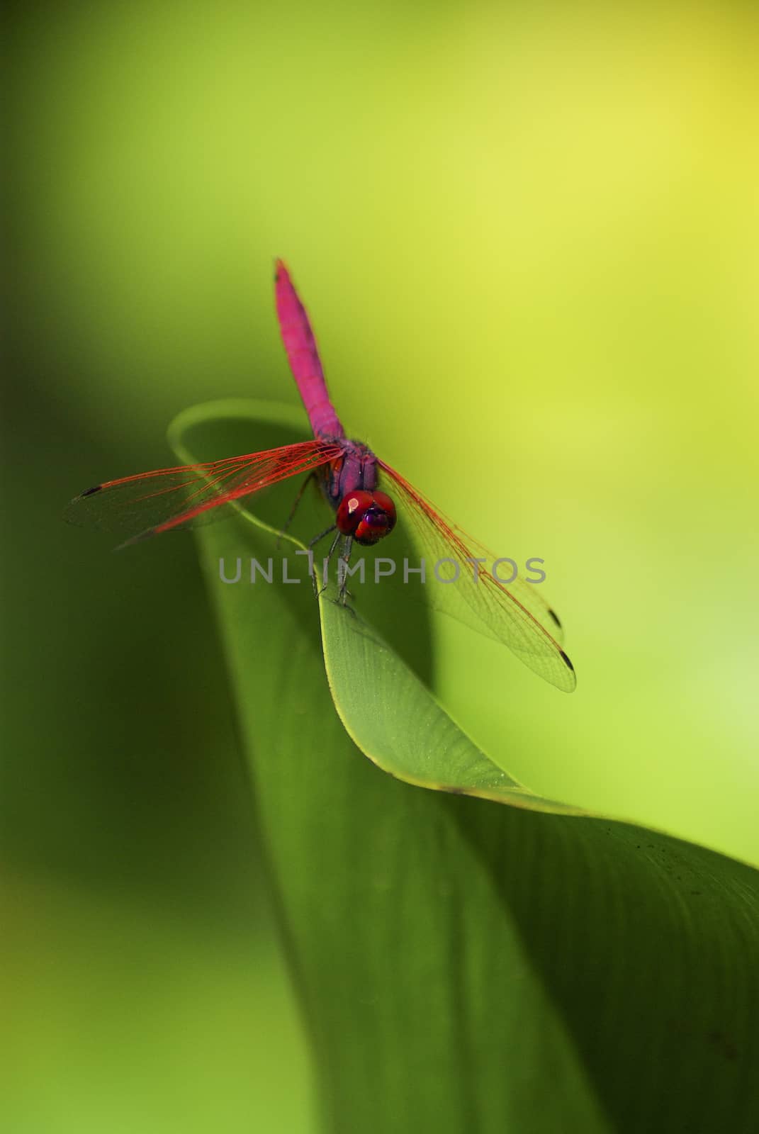 Red dragonfly on leaf