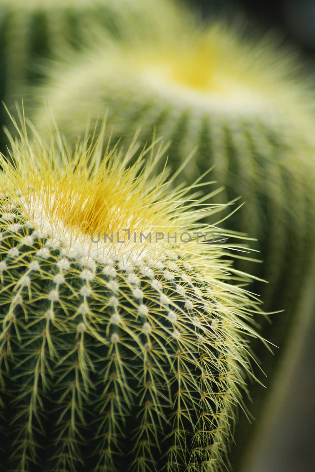 Cactus close up